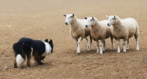 sheep dog picture